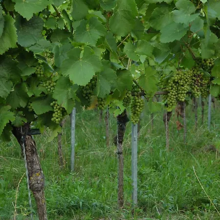 Hotell Engel Endingen am Kaiserstuhl