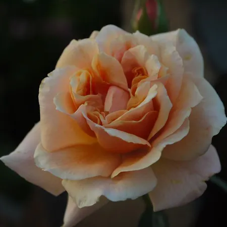 Engel 2* Endingen am Kaiserstuhl