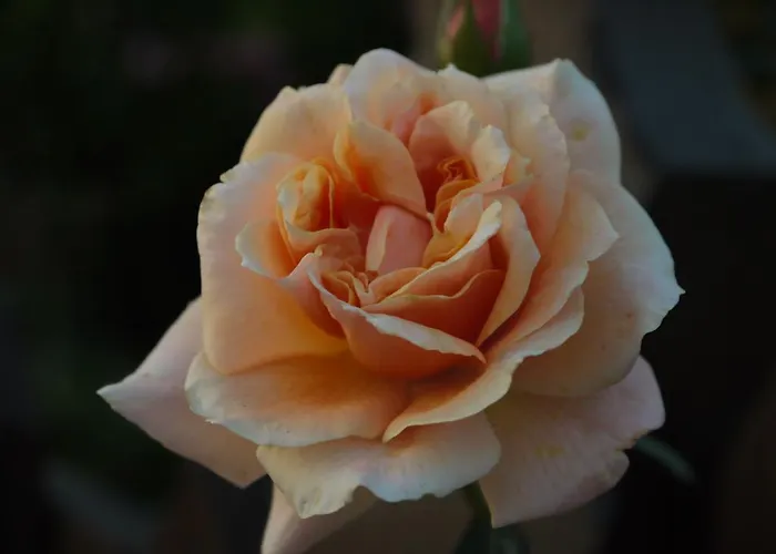 Engel 2* Endingen am Kaiserstuhl